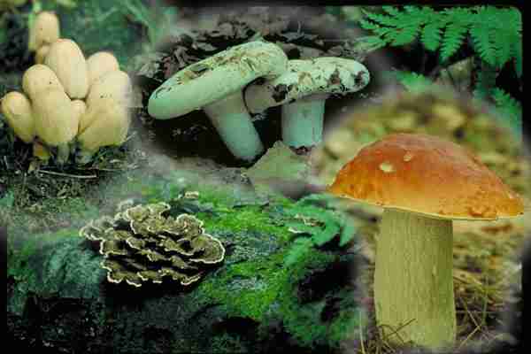  Image name: 177 Porcino.jpg 
 width: 600 pixel 
 height: 400 pixel 
 Size: 18300 bytes 
 Click to enlarge 